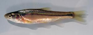 Brassy Minnow