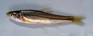 Brassy Minnow