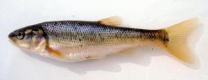 Creek Chub