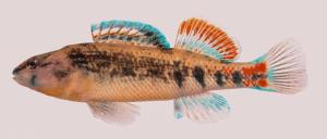 Etheostoma spectabile spectabile