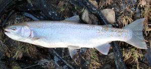 Coastal Rainbow Trout