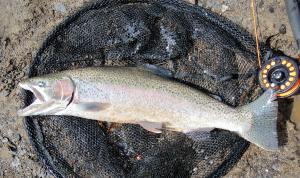 Coastal Rainbow Trout