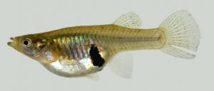 Gambusia