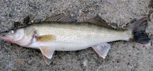 Walleye