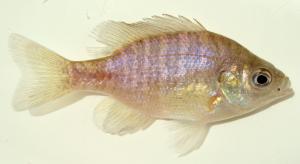 Bluegill