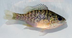 Pumpkinseed Sunfish