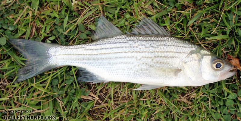 Hybrid Striped Bass