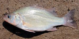 White Perch