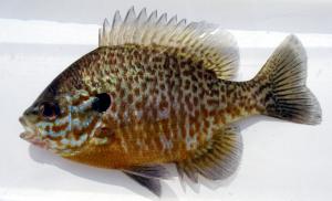 Hybrid Sunfish