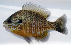 Hybrid Sunfish