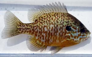 Hybrid Sunfish