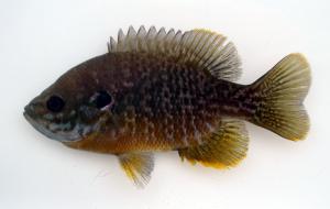 Lepomis macrochirus x Lepomis cyanellus