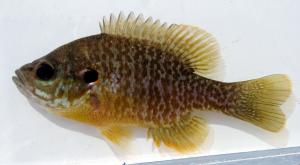 Hybrid Sunfish