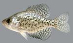 Pomoxis nigromaculatus Black Crappie 2000