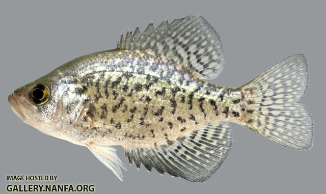 Pomoxis nigromaculatus Black Crappie 2000