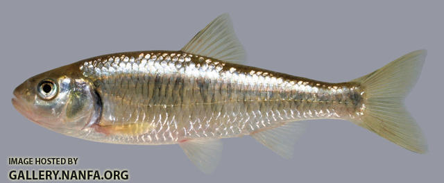 Luxilus chrysocephalus Striped Shiner 2000