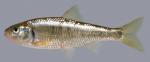 Luxilus chrysocephalus Striped Shiner 2000