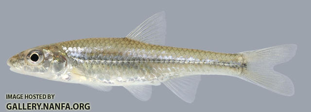 Notropis buccatus. Silverjaw Minnow 2000