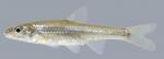 Notropis buccatus. Silverjaw Minnow 2000