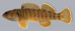 Etheostoma camurum  Bluebreast Darter male 2000