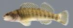 Etheostoma camurum Bluebreast Darter female 2000