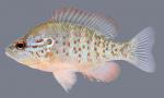 Lepomis humilis Orangespotted Sunfish 2000