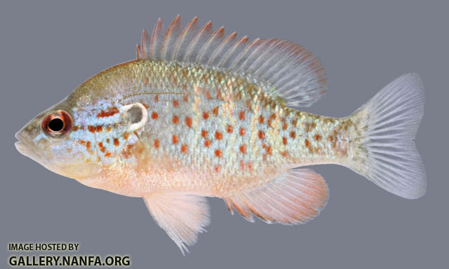 Lepomis humilis Orangespotted Sunfish 2000