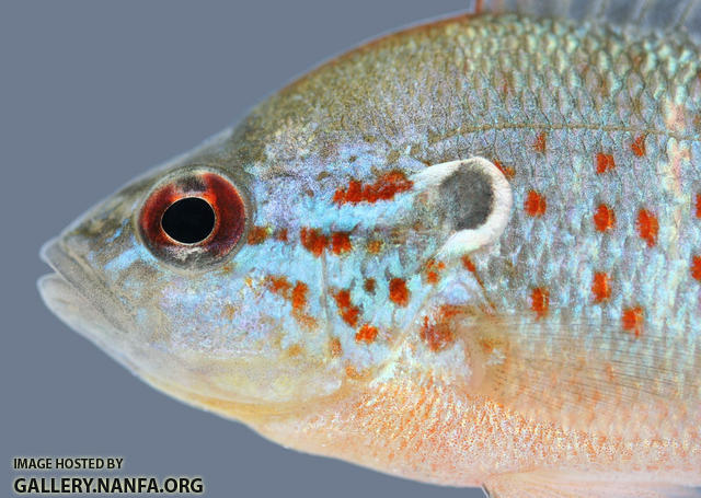 Lepomis humilis head