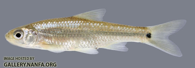 Notropis hudsonius Spottail Shiner 2000