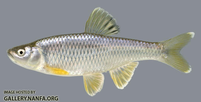 Cyprinella spiloptera Spotfin Shiner 2000