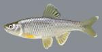 Cyprinella spiloptera Spotfin Shiner 2000