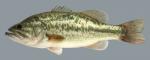 Micropterus salmoides Largemouth Bass 2000