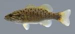 Micropterus