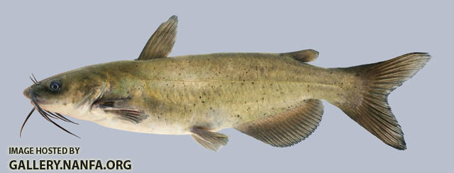 Ictalurus punctatus Channel Catfish 2000