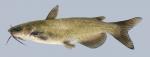 Ictalurus punctatus Channel Catfish 2000