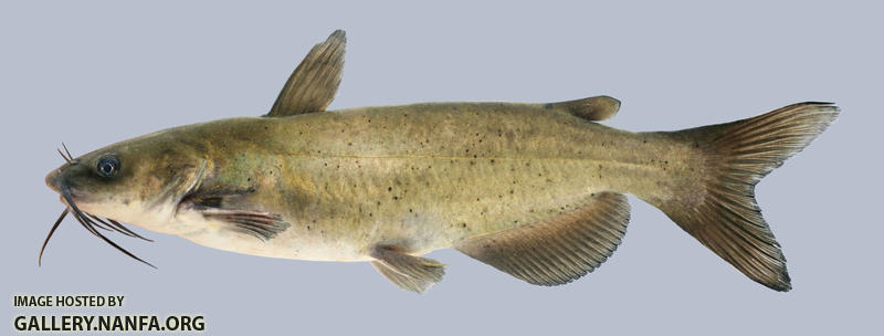Ictalurus punctatus Channel Catfish 2000