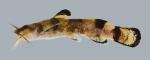 Family Ictaluridae (Catfishes) 