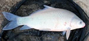 Smallmouth Buffalo