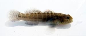 Naked Goby