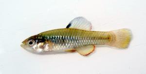 Rainwater Killifish