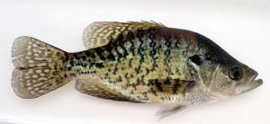 White Crappie