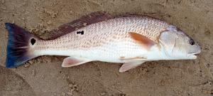 Red Drum