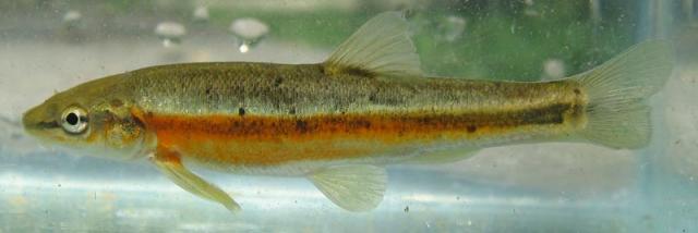 Blacknose Dace,  Rhinichthys atratulus