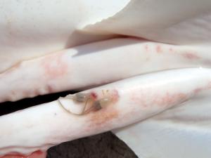 Atlantic Sharpnose Shark