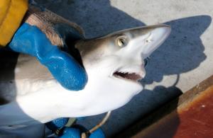 Atlantic Sharpnose Shark