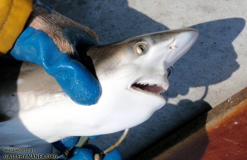 Atlantic Sharpnose Shark