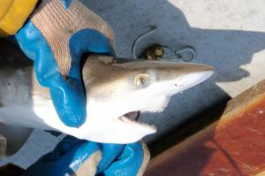 Atlantic Sharpnose Shark