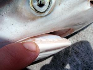 Atlantic Sharpnose Shark