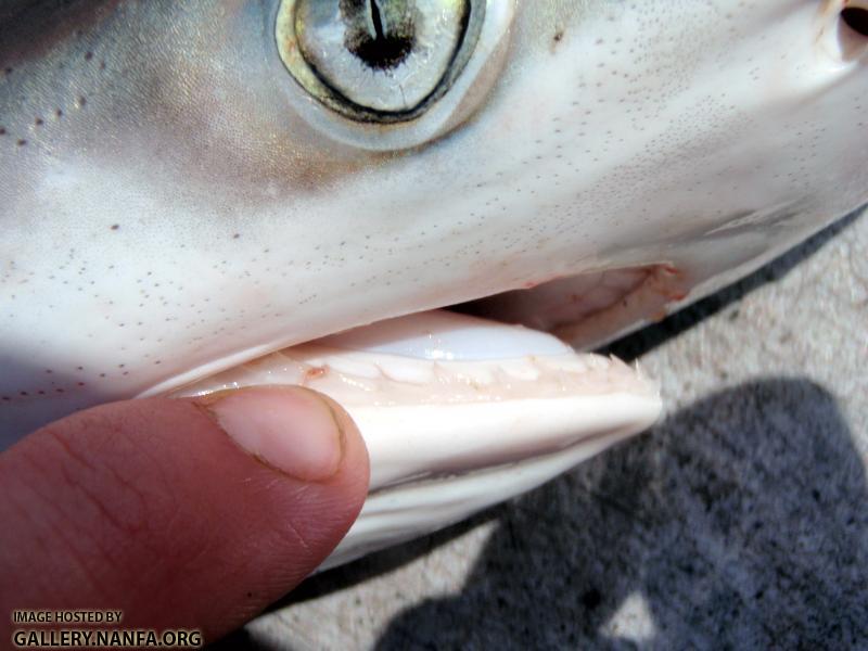 Atlantic Sharpnose Shark