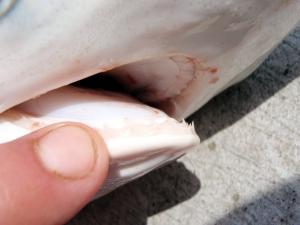 Atlantic Sharpnose Shark